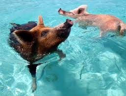 Pigs swimming